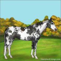 Horse Color:White Spotted Black Sabino