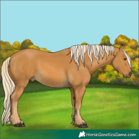 Horse Color:Palomino 