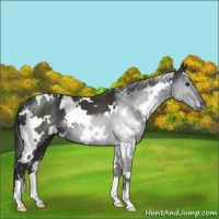 Horse Color:White Spotted Black 