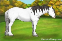 Horse Color:Grullo Roan Splash Appaloosa 