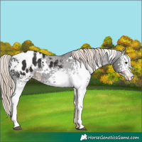 Horse Color:White Spotted Liver Chestnut Appaloosa Rabicano 