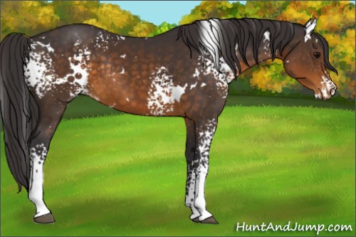 Horse Color:White Spotted Buckskin Appaloosa Rabicano 