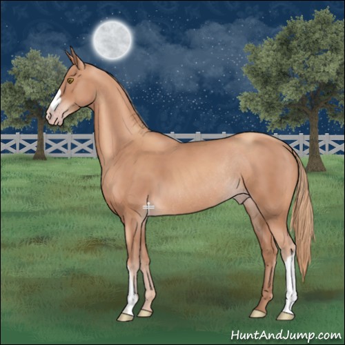 Horse Color:Gold Champagne Rabicano 