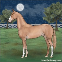 Horse Color:Gold Champagne Rabicano
