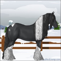 Horse Color:Black Tobiano