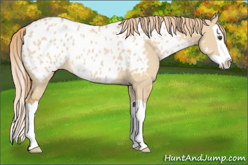 Horse Color:Red Dun Splash Appaloosa 