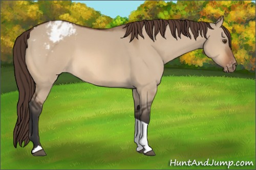 Horse Color:Bay Dun Tobiano Appaloosa 