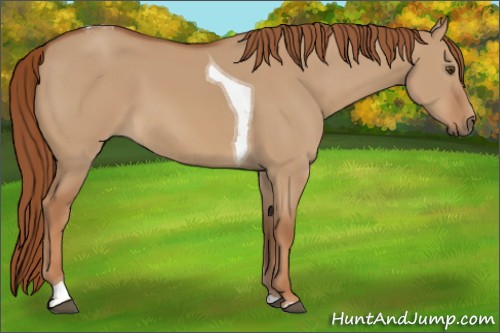 Horse Color:Red Dun Tobiano 