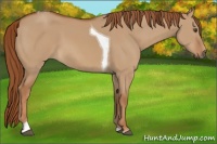 Horse Color:Red Dun Tobiano