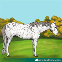 Horse Color:Smoky Blue Onyx Splash Near Leopard 