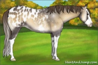 Horse Color:Smoky Blue Onyx Splash Appaloosa 