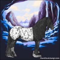 Horse Color:Black Appaloosa Rabicano 