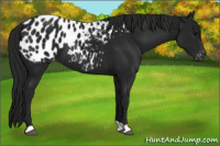 Horse Color:Gray Black Appaloosa 