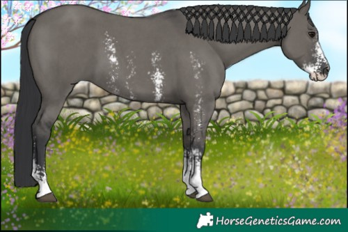 Horse Color:Grullo Sabino