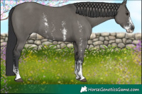 Horse Color:Grullo Sabino 