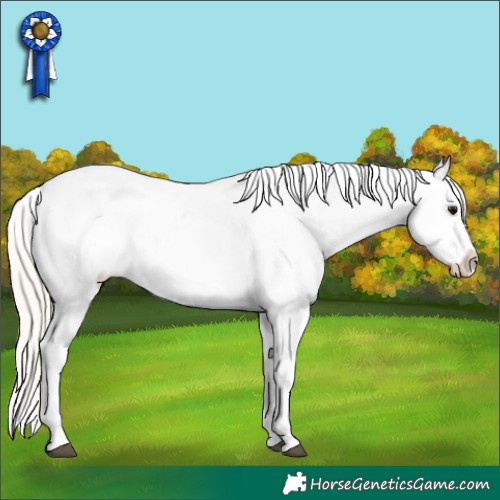 Horse Color:White Spotted Silver Smoky Black Appaloosa 
