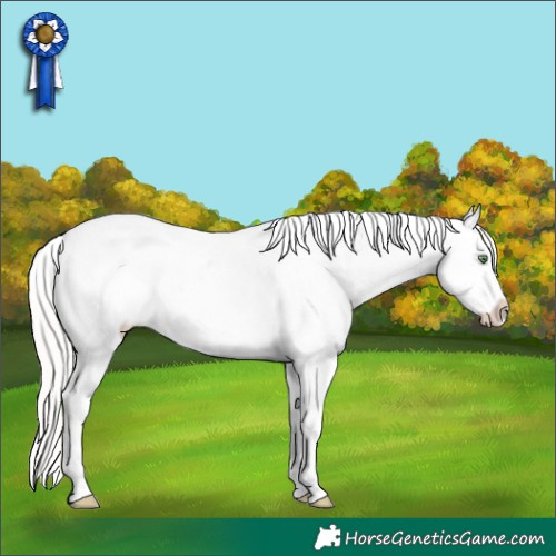 Horse Color:White Spotted Silver Amber Champagne Roan Appaloosa Rabicano 
