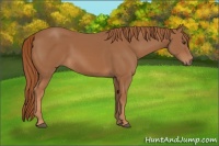 Horse Color:Chestnut Rabicano 