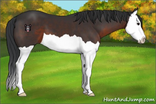 Horse Color:Brown Splash 