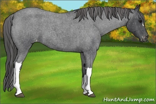 Horse Color:Blue Roan Appaloosa 
