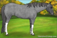 Horse Color:Blue Roan Varnish