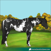 Horse Color:Gray White Spotted Black