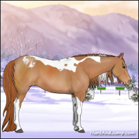 Horse Color:Chestnut Tobiano Appaloosa
