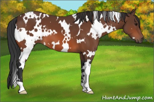 Horse Color:White Spotted Bay