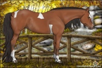 Horse Color:Bay Sabino Tobiano Rabicano 