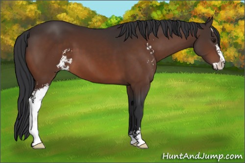 Horse Color:Brown Sabino 