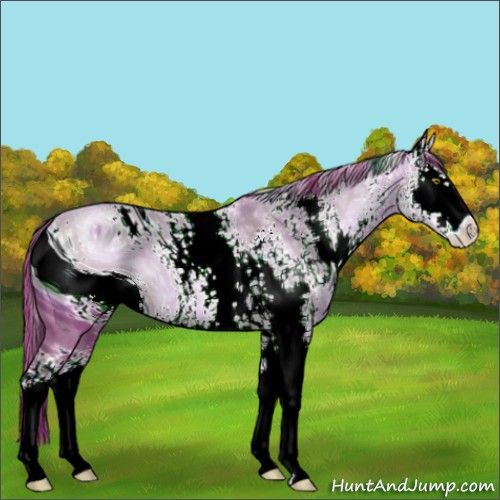 Horse Color:ERROR: UNKNOWN ANOMALY