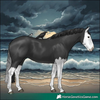 Horse Color:Black Splash 