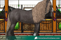Horse Color:Liver Chestnut Sabino Appaloosa 
