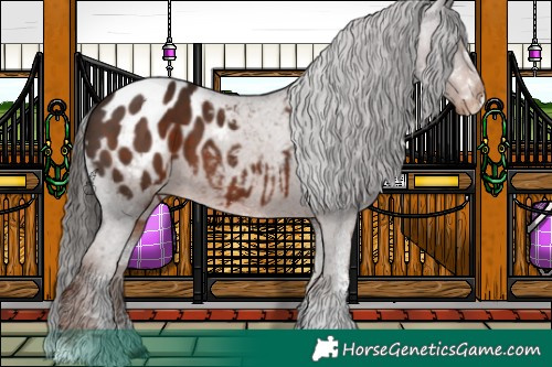 Horse Color:White Spotted Liver Chestnut Appaloosa
