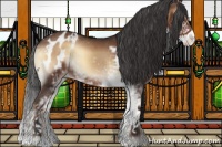 Horse Color:Liver Red Onyx Sabino Appaloosa