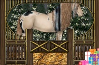 Horse Color:Smoky Black Pearl Tobiano Rabicano