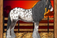 Horse Color:Blue Onyx Tobiano Appaloosa 