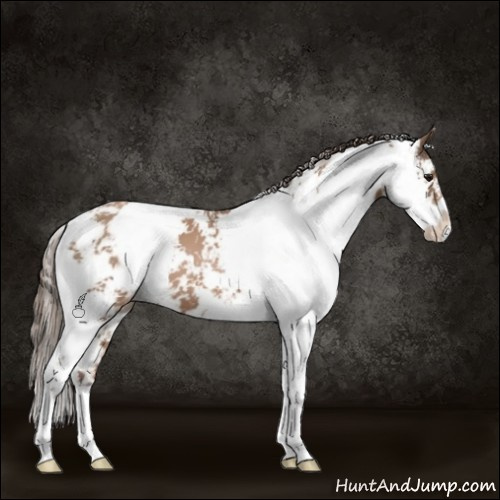 Horse Color:Black Pearl Sabino
