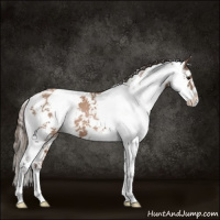 Horse Color:Black Pearl Sabino 