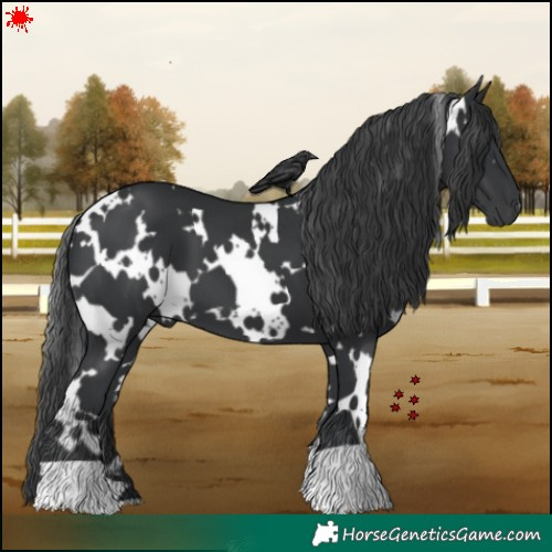 Horse Color:White Spotted Black