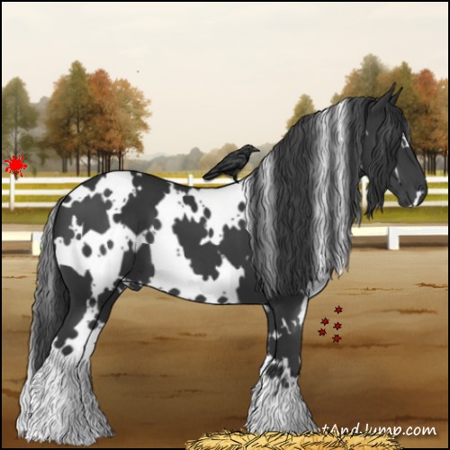 Horse Color:White Spotted Black 