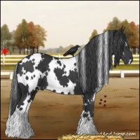 Horse Color:White Spotted Black