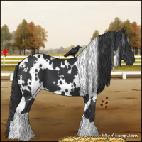Horse Color:White Spotted Black