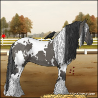 Horse Color:White Spotted Grullo