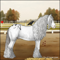 Horse Color:White Spotted Black Splash Appaloosa