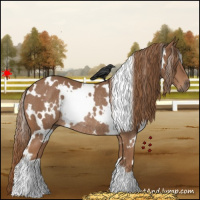 Horse Color:White Spotted Chestnut Rabicano 