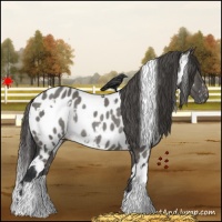 Horse Color:White Spotted Grullo Appaloosa Rabicano