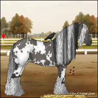 Horse Color:White Spotted Grullo