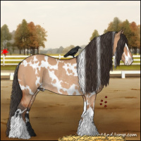 Horse Color:White Spotted Bay Dun Sabino Rabicano