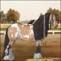 Horse Color:White Spotted Bay Dun 